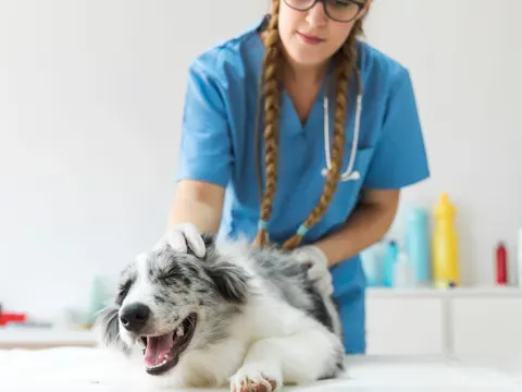 Veterinaria con ambo celeste revisando a un perro sobre la camilla